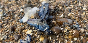Blue creatures spotted on shoreline 