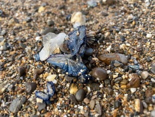Blue creatures spotted on shoreline 