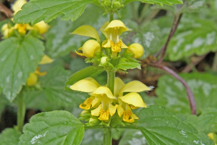 Yellow archangel