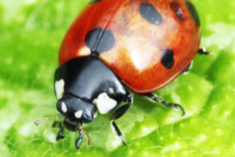 Seven spot ladybird