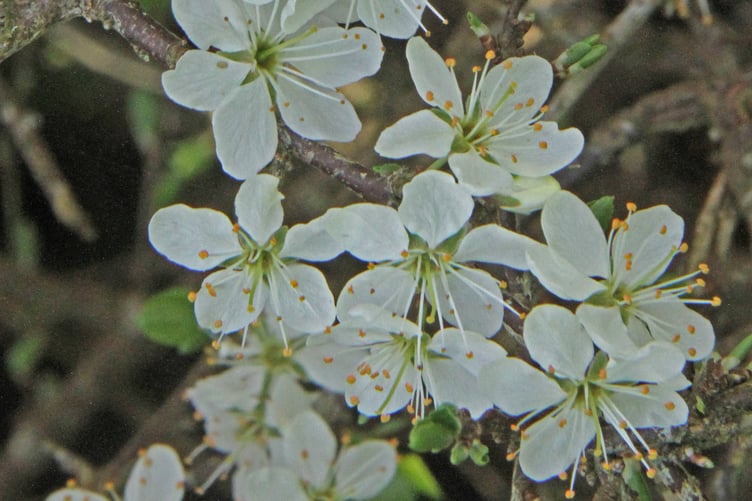 Blackthorn blooms