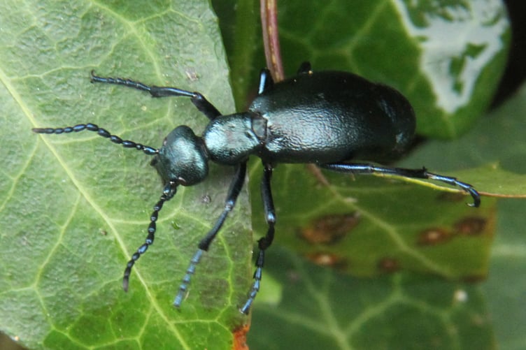 Oil beetle