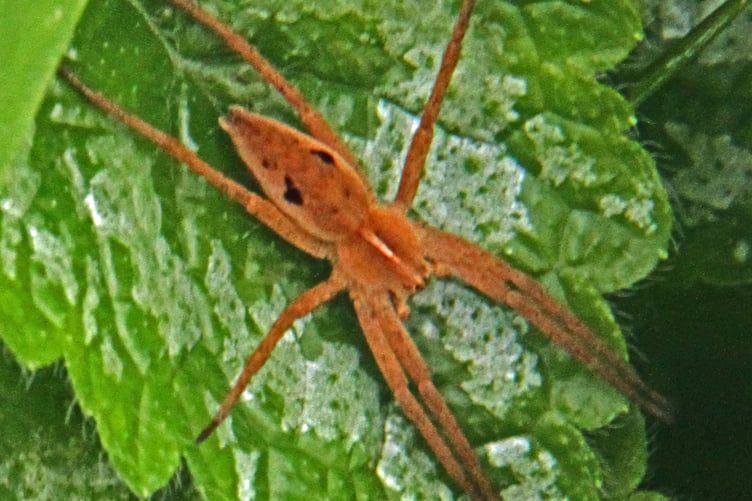 Hunting spider