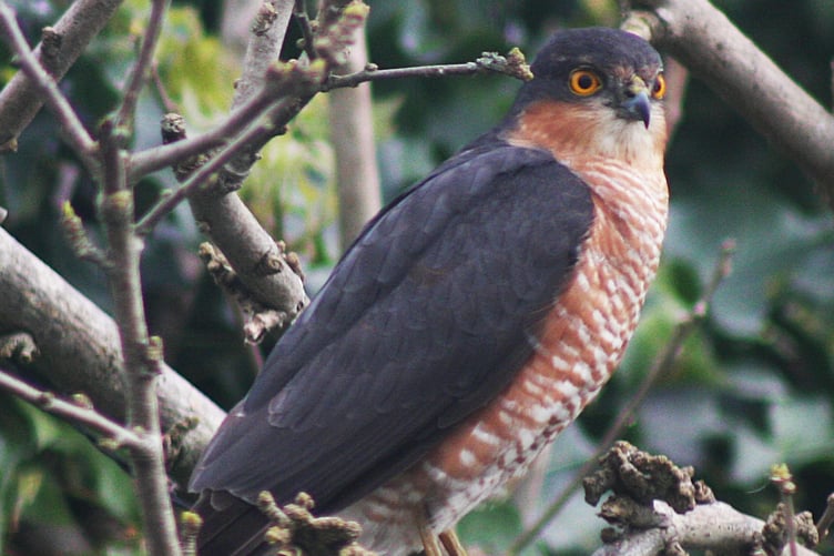 Sparrow hawk