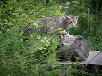 Wildcats could be reintroduced to the South West