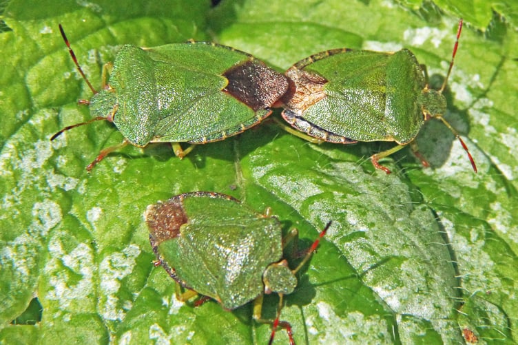 Green shieldbugs gathering
