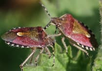 Naturewatch: Are garden 'bugs' friend or foe
