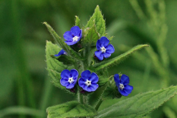 Alkanet