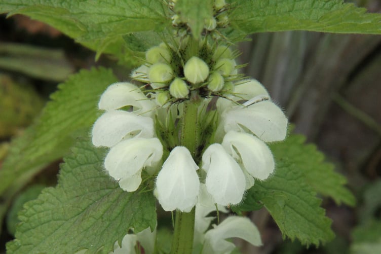 White dead-nettle