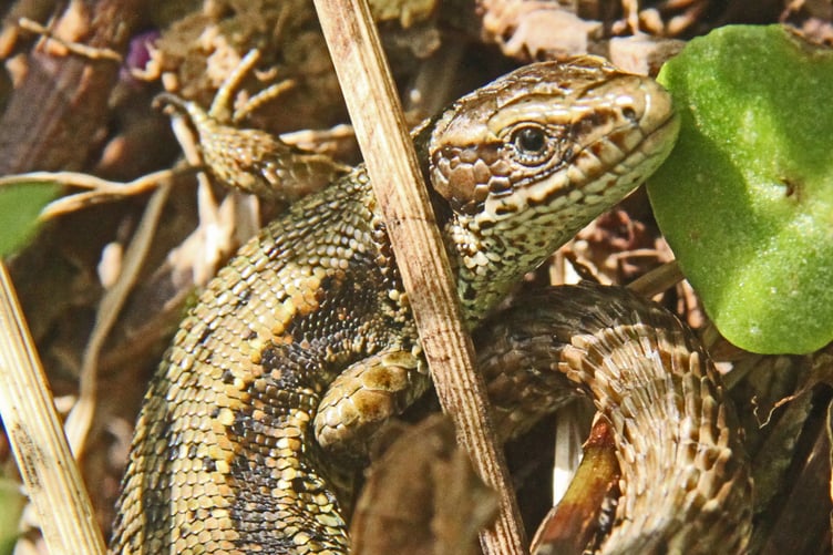 Common lizard