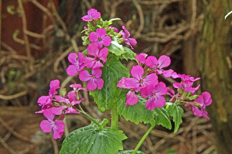 Lunaria
