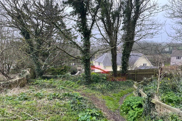 The sycamore tree which was proposed for felling in Bude (Picture: Cornwall Council)