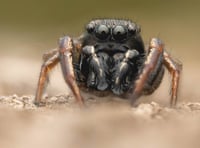 RSPCA photography competition set to be ‘bigger and better than ever’ 