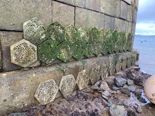 ‘Living Sea Walls’ boost marine life in harbours across Cornwall