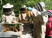 Beekeeping group ask for residents help with spotting invasive pest