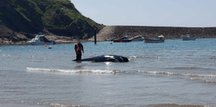 Beachgoers shocked by mysterious animal washed ashore