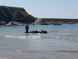 Beachgoers shocked by mysterious animal washed ashore