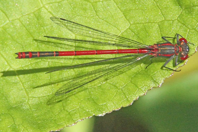 Large red damselfly