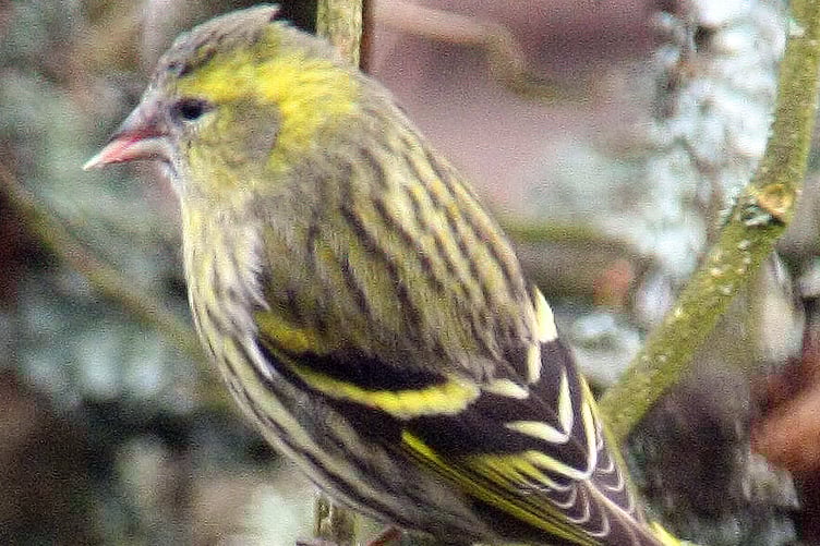 Siskin