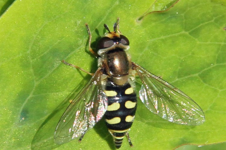 Eupeodes luniger hoverfly