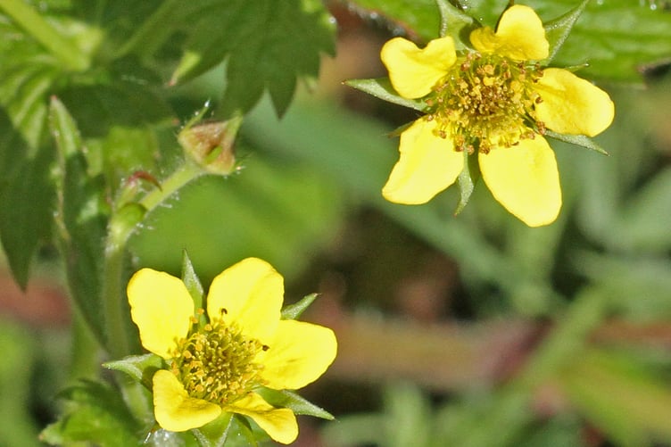 Herb Bennet or wood avens