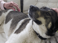 Hero rescue dog saves family after heater catches fire