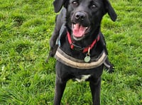 Fun dog show to raise money for RSPCA centre