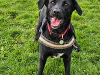 Fun dog show to raise money for RSPCA centre