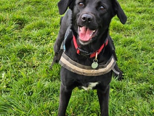 Fun dog show to raise money for RSPCA centre
