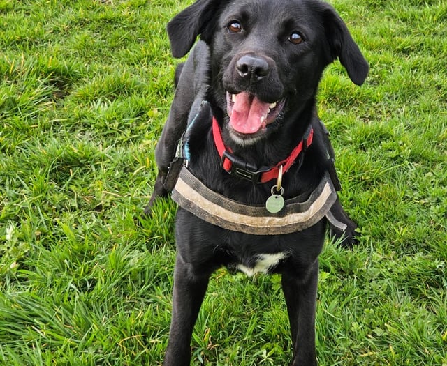 Fun dog show to raise money for RSPCA centre