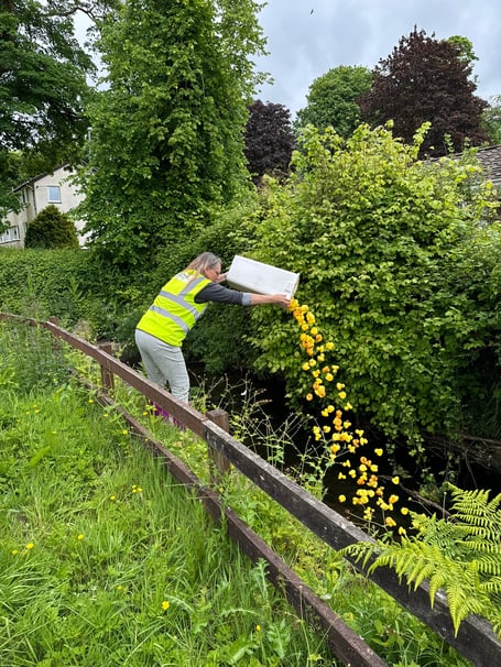 The ducks are launched ahead of the race