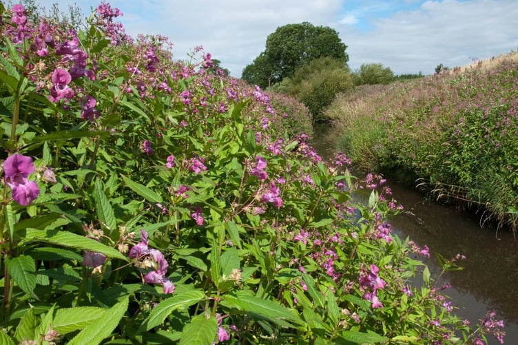 Himalayan Balsam is an invasive species