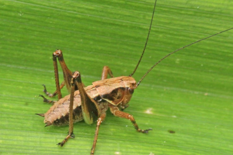 Grey bush-cricket