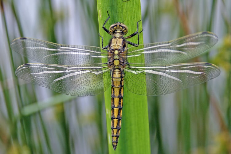 Black-tailed skimmer
