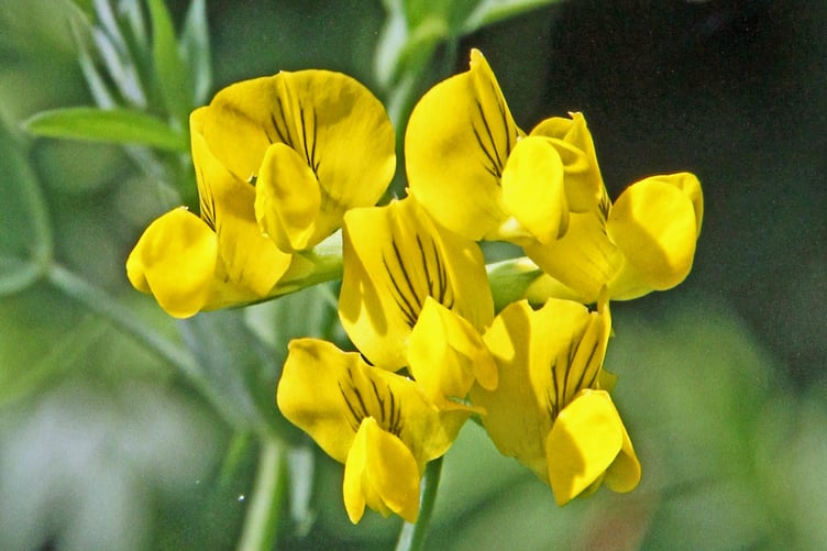 Common birds-foot trefoil