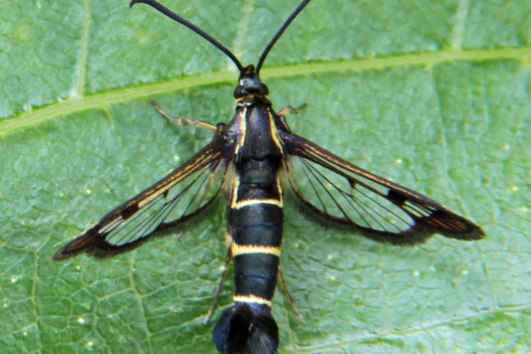 Currant clearwing moth