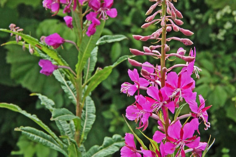 Rosebay willow herb
