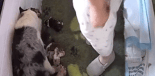 RSPCA warns animal cruelty is on the rise in Cornwall