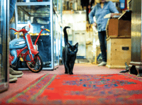 Celebrity cat from Wadebridge named as National Cat Awards finalist