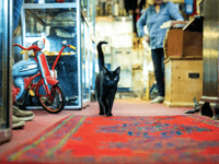 Celebrity cat from Wadebridge named as National Cat Awards finalist