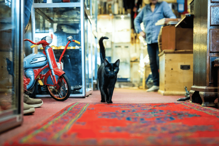 National Cat Awards Cornwall Finalist