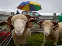 A traditional taste of rural life is returning to Stithians this month