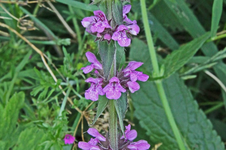Marsh woundwort