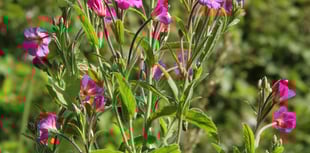 Naturewatch: Sometimes surprised at what I see