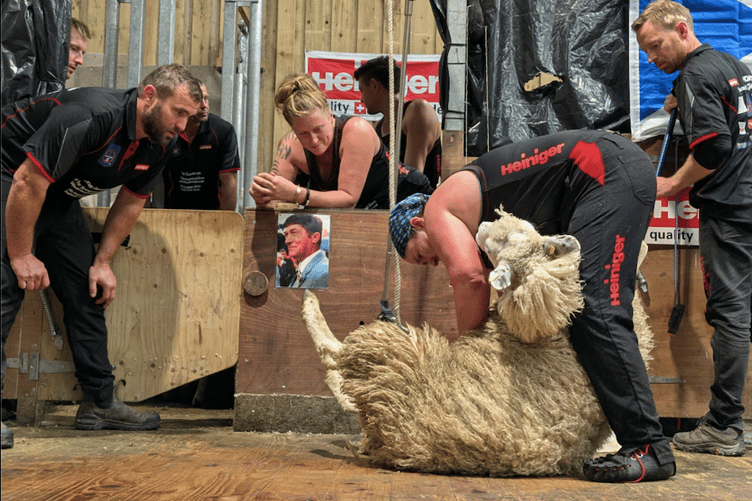 Una Cameron during her sheep shearing world record attempt