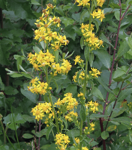 Golden rod flowers (Picture: Ray Roberts)