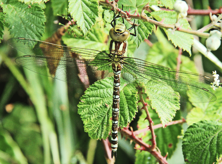 Southern hawker dragonfly (Picture: Ray Roberts)