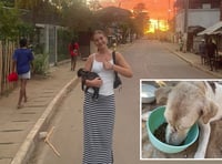 Cornwall College volunteer leads dog rescue mission in Madagascar