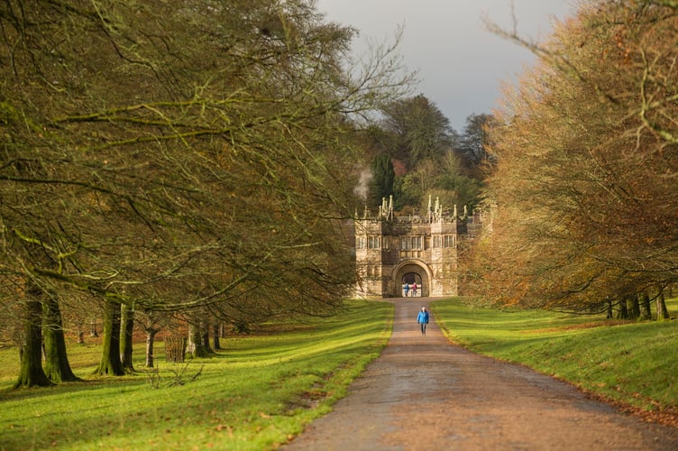 Visitor walking along the drive in late Autumn at Lanhydrock, Cornwall