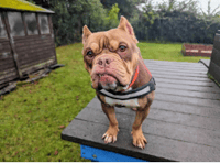 RSPCA centre launches initiative to support animals in need of care 